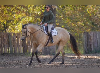American Quarter Horse, Mare, 8 years, 15.2 hh, Buckskin