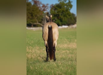 American Quarter Horse, Mare, 8 years, 15.2 hh, Buckskin