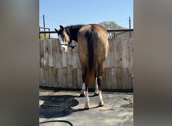 American Quarter Horse, Mare, 8 years, 15.2 hh, Buckskin