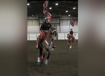 American Quarter Horse, Mare, 8 years, 15.2 hh, Roan-Bay American Quarter Horse, Mare, 8 years, 15.2 hh, Roan-Bay