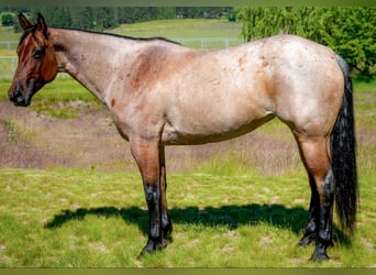 American Quarter Horse, Mare, 8 years, 15.2 hh, Roan-Bay American Quarter Horse, Mare, 8 years, 15.2 hh, Roan-Bay