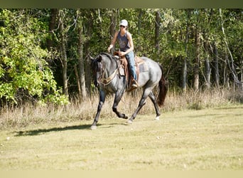 American Quarter Horse, Mare, 8 years, 15.2 hh, Roan-Blue American Quarter Horse, Mare, 8 years, 15.2 hh, Roan-Blue