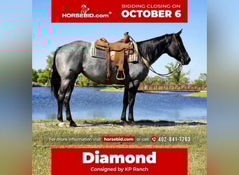 American Quarter Horse, Mare, 8 years, 15.2 hh, Roan-Blue American Quarter Horse, Mare, 8 years, 15.2 hh, Roan-Blue