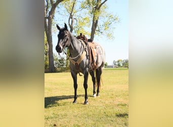 American Quarter Horse, Mare, 8 years, 15.2 hh, Roan-Blue American Quarter Horse, Mare, 8 years, 15.2 hh, Roan-Blue