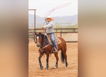American Quarter Horse, Mare, 8 years, 15 hh, Bay