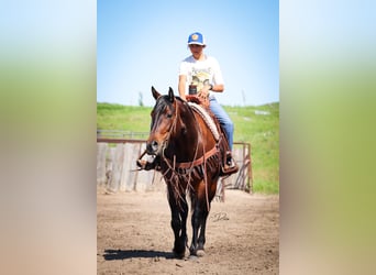 American Quarter Horse, Mare, 8 years, 15 hh, Bay