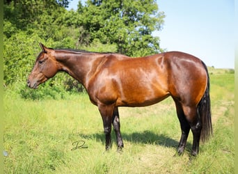 American Quarter Horse, Mare, 8 years, 15 hh, Bay