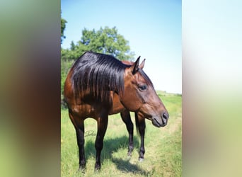 American Quarter Horse, Mare, 8 years, 15 hh, Bay