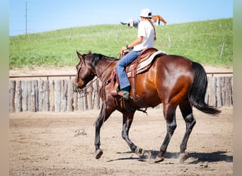 American Quarter Horse, Mare, 8 years, 15 hh, Bay