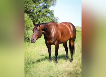 American Quarter Horse, Mare, 8 years, 15 hh, Bay