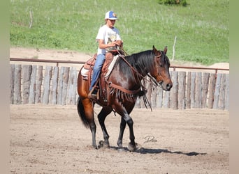 American Quarter Horse, Mare, 8 years, 15 hh, Bay