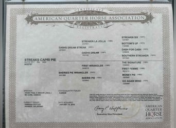 American Quarter Horse, Mare, 8 years, 15 hh, Bay