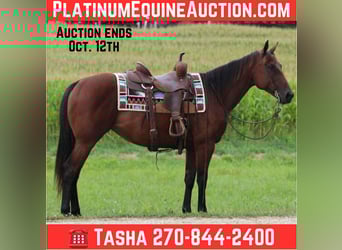 American Quarter Horse, Mare, 8 years, 15 hh, Bay