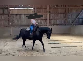 American Quarter Horse, Mare, 8 years, 15 hh, Black