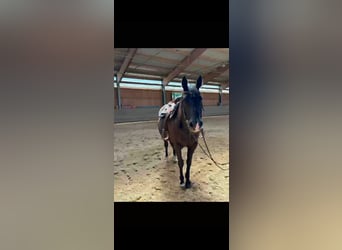 American Quarter Horse, Mare, 8 years, 15 hh, Black
