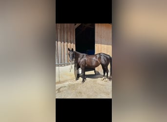American Quarter Horse, Mare, 8 years, 15 hh, Black