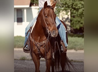 American Quarter Horse, Mare, 8 years, 15 hh, Chestnut