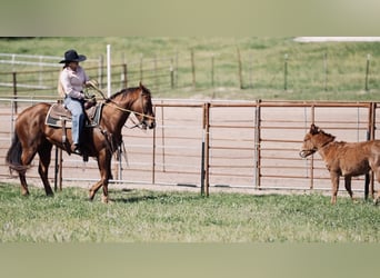 American Quarter Horse, Mare, 8 years, 15 hh, Chestnut