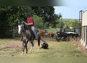 American Quarter Horse, Mare, 8 years, 15 hh, Gray