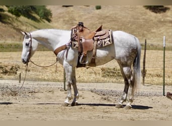 American Quarter Horse, Mare, 8 years, 15 hh, Grey
