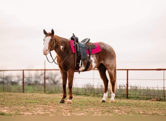 American Quarter Horse, Mare, 8 years, 15 hh, Overo-all-colors