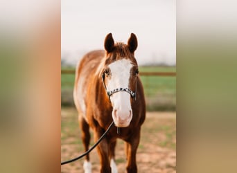 American Quarter Horse, Mare, 8 years, 15 hh, Overo-all-colors