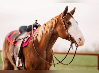 American Quarter Horse, Mare, 8 years, 15 hh, Overo-all-colors