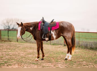 American Quarter Horse, Mare, 8 years, 15 hh, Overo-all-colors