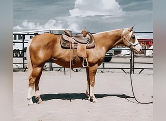 American Quarter Horse, Mare, 8 years, 15 hh, Palomino
