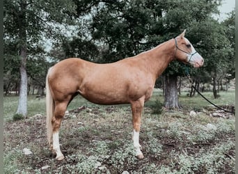 American Quarter Horse, Mare, 8 years, 15 hh, Palomino