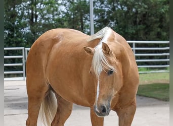 American Quarter Horse, Mare, 8 years, 15 hh, Palomino