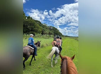 American Quarter Horse, Mare, 8 years, 15 hh, Smoky-Black