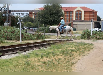 American Quarter Horse, Mare, 8 years, 15 hh, Tobiano-all-colors