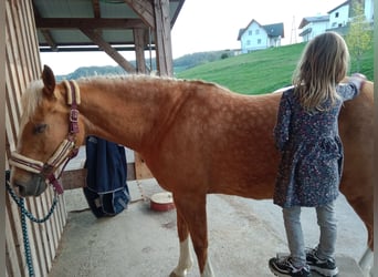 American Quarter Horse, Mare, 8 years, 15,1 hh, Palomino