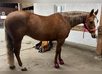 American Quarter Horse, Mare, 8 years, 15,1 hh, Palomino