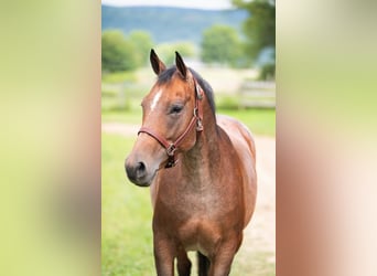 American Quarter Horse, Mare, 8 years, 15,1 hh, Roan-Bay
