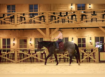 American Quarter Horse, Mare, 8 years, 15,1 hh, Roan-Blue