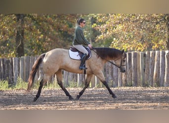 American Quarter Horse, Mare, 8 years, 15,2 hh, Buckskin