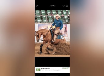 American Quarter Horse, Mare, 8 years, 15,2 hh, Palomino