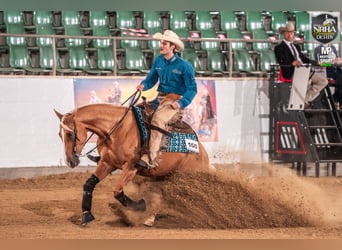 American Quarter Horse, Mare, 8 years, 15,2 hh, Palomino