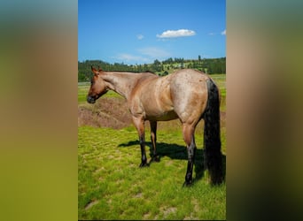 American Quarter Horse, Mare, 8 years, 15,2 hh, Roan-Bay