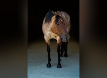 American Quarter Horse, Mare, 8 years, 15,2 hh, Roan-Bay