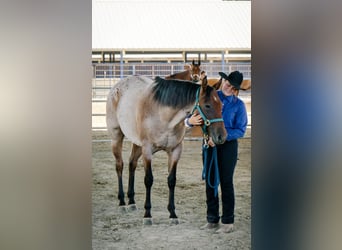 American Quarter Horse, Mare, 8 years, 15,2 hh, Roan-Bay