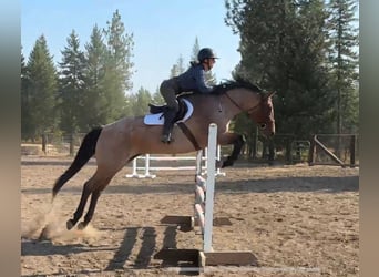 American Quarter Horse, Mare, 8 years, 15,2 hh, Roan-Bay