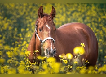 American Quarter Horse, Mare, 8 years, 15,3 hh, Chestnut-Red