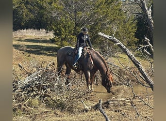 American Quarter Horse, Mare, 8 years, 16,2 hh, Roan-Red