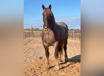 American Quarter Horse, Mare, 8 years, 16,2 hh, Roan-Red