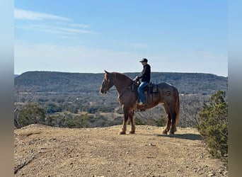 American Quarter Horse, Mare, 8 years, 16,2 hh, Roan-Red