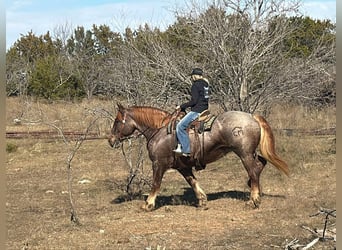 American Quarter Horse, Mare, 8 years, 16,2 hh, Roan-Red