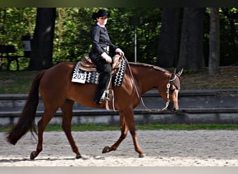 American Quarter Horse, Mare, 8 years, 16 hh, Chestnut-Red